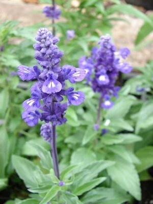 VALLEY VIEW RANCH Blue Sage or Red Scarlet Sage - Hummingbirds and Bees - Organically grown in MN