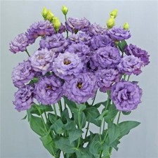 Lisianthus Seeds Lisianthus Celeb 2 Metallic Blue 25 Pelleted Seeds