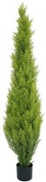 Europalms Zypresse, Leyland, 120Cm