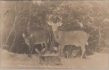 Deer Family Near Franconia NH 1923 Wildlife RPPC Real Photo Postcard