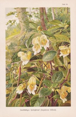 Springkraut small balsam Blume touch-me-not botany flower Botanik Lithographie