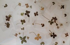 ☘️🍀 RARE 4 LEAF CLOVERS 🍀 ☘️ ‼️REAL‼️ 🍀LUCKY🍀 FOUND IN WEST VIRGINIA