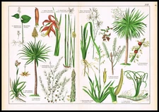 1887 Botanical Chromolithograph – Amaryllis, Aloe, Asparagus & Dragon Tree