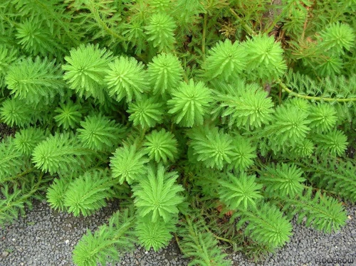 Live bunch Parrot's Feather Aquatic Surface Pond Plant - Buy 2 Get 1 Free