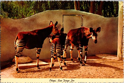 Postcard Okapi San Diego Zoo Wild Animal Park California Okapia johnstoni