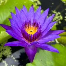 Emerald Blue Tropical Waterlily Live Freshwater Plants Pond Decoration Flower