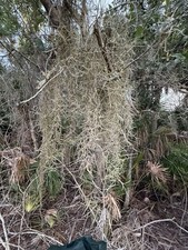 Fresh Spanish Moss, Florida live 2 Gallons size, Handpicked Florist To DIY craft