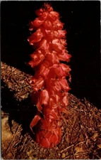 SNOW PLANT Flowers grows in Deep Forests Vintage Chrome Postcard Unposted A71
