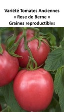 20 Graines récolte 2025 Tomates anciennes "Rose de Berne" - 100% PERMACULTURE