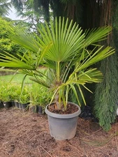 Windmill Palm Tree, 3 yearling, Cold Hardy 18" - 24" High