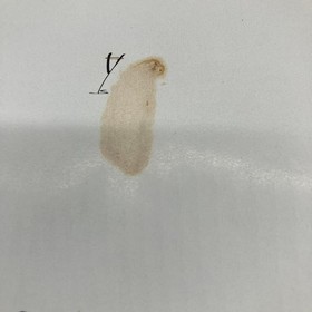 Shenmue Chapter Yokosuka Box Set Game Software Dreamcast