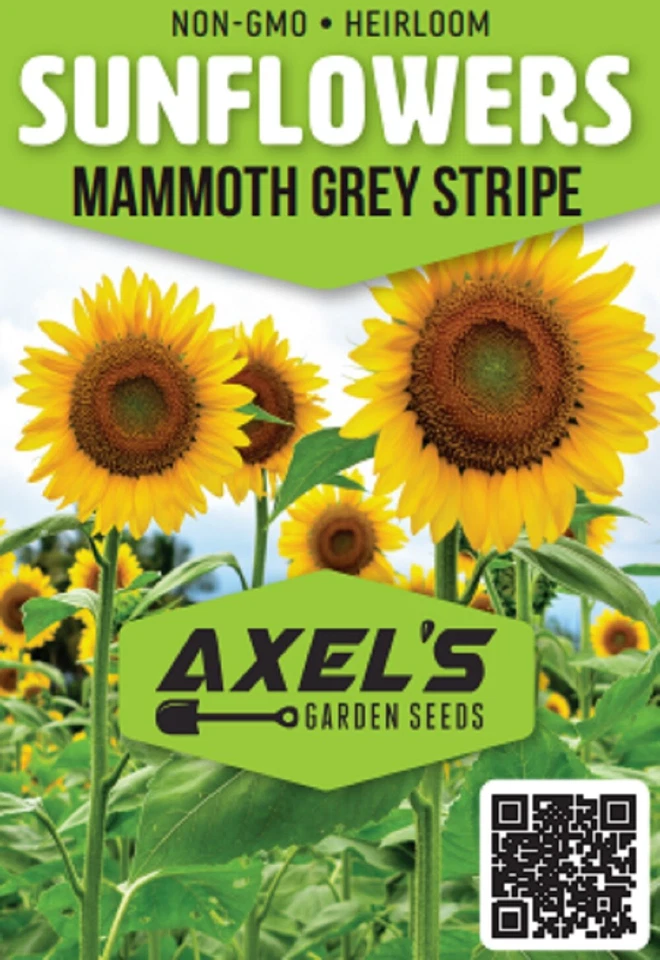 Semillas de girasol gigantes para plantar - reliquia y no transgénicos - semillas de alta germinación Foto 2 de 4