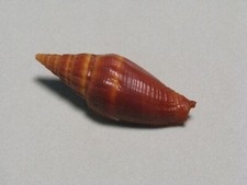 Vexillum vulpecula (Adams,1853) "RUST COLORED VARIANT" (43.5mm)