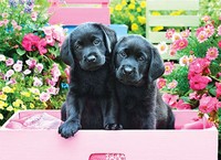 Puzzle (500 T.) Schwarze Labradore In Einer Rosa Schachtel (Eurographics) NEU