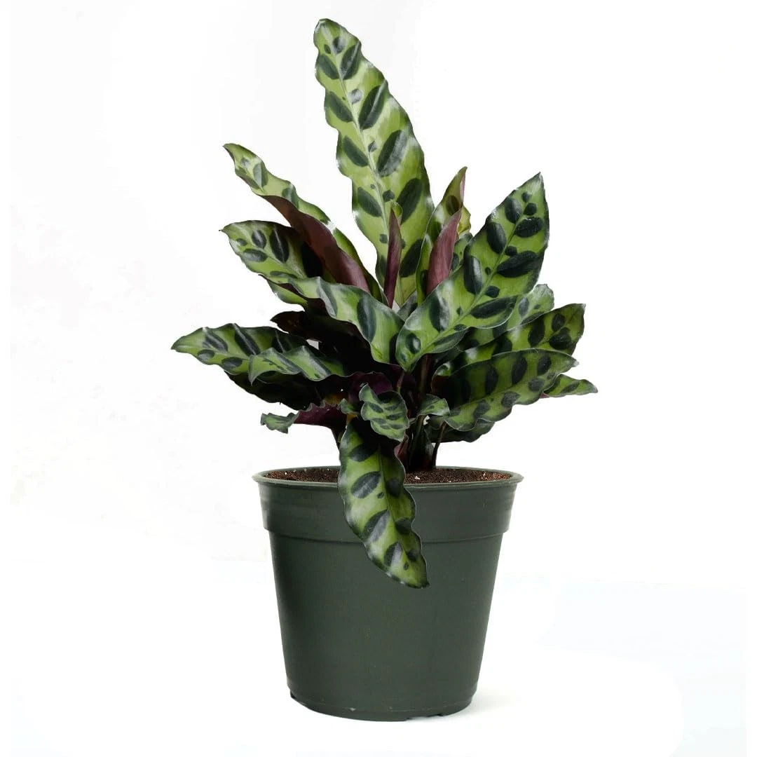 American Plant Exchange Calathea Rattlesnake - Thumbnail 3