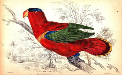 ''PURPLE-CAPPED LORY, LORIUS DOMICELLUS'' Antique Parrot, Bird engraving 1836