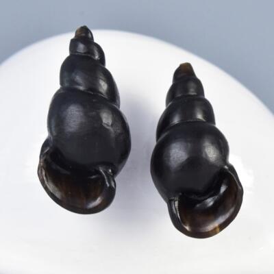 Snail Shell Shaped Earring Pair Beads Carved Black Horn Handmade drilled 4.32g