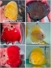 Pack of 6 Discus Fish 3.5 To 4" - Live Fish Aquarium Overnight Shipping