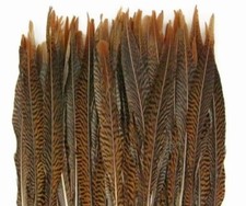 10 Pcs GOLDEN PHEASANT Natural Feathers 4-10" Halloween/Craft/Centerpieces 