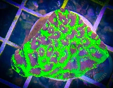 SAF~JF Glow Stick Favia Frag, Live Coral “WYSIWYG” Frag Plug, Colony