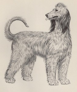 Afghan Hound - CUSTOM MATTED - Vintage Dog Art Print - 1953 Diana Thorne