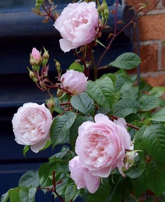 Ausdrawn Climbing Rose Plant UNROOTED CUTTINGS 3 Fresh Cuttings 6  LONG