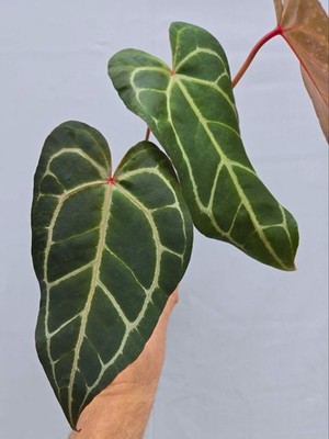 Anthurium 'Swampmannii Long' x 'Rotundatum X' / 'Doc Block Purple F2' (CS06)