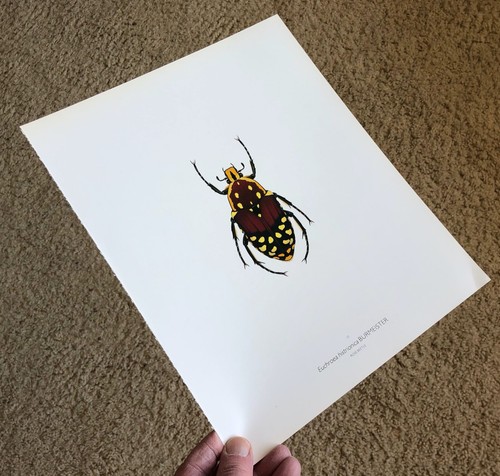 1982 Durin INSECTS - SUPERB COLOR ART PRINTS Many Options 11x13" YOU SELECT SetA - Picture 12 of 24
