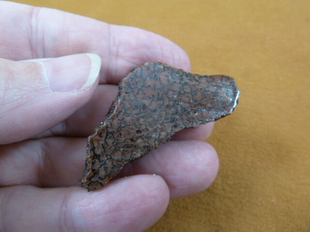 DF300-30) small Fossil REAL DINOSAUR Bone Slice Jurassic Dino love