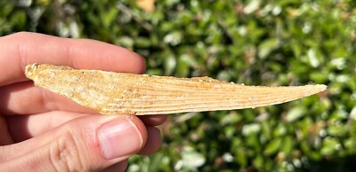 #ad #ad Fossil Hybodont Shark Spine Morocco BIG 4.5” Hybodus Kem Kem Cretaceous Age $39.99