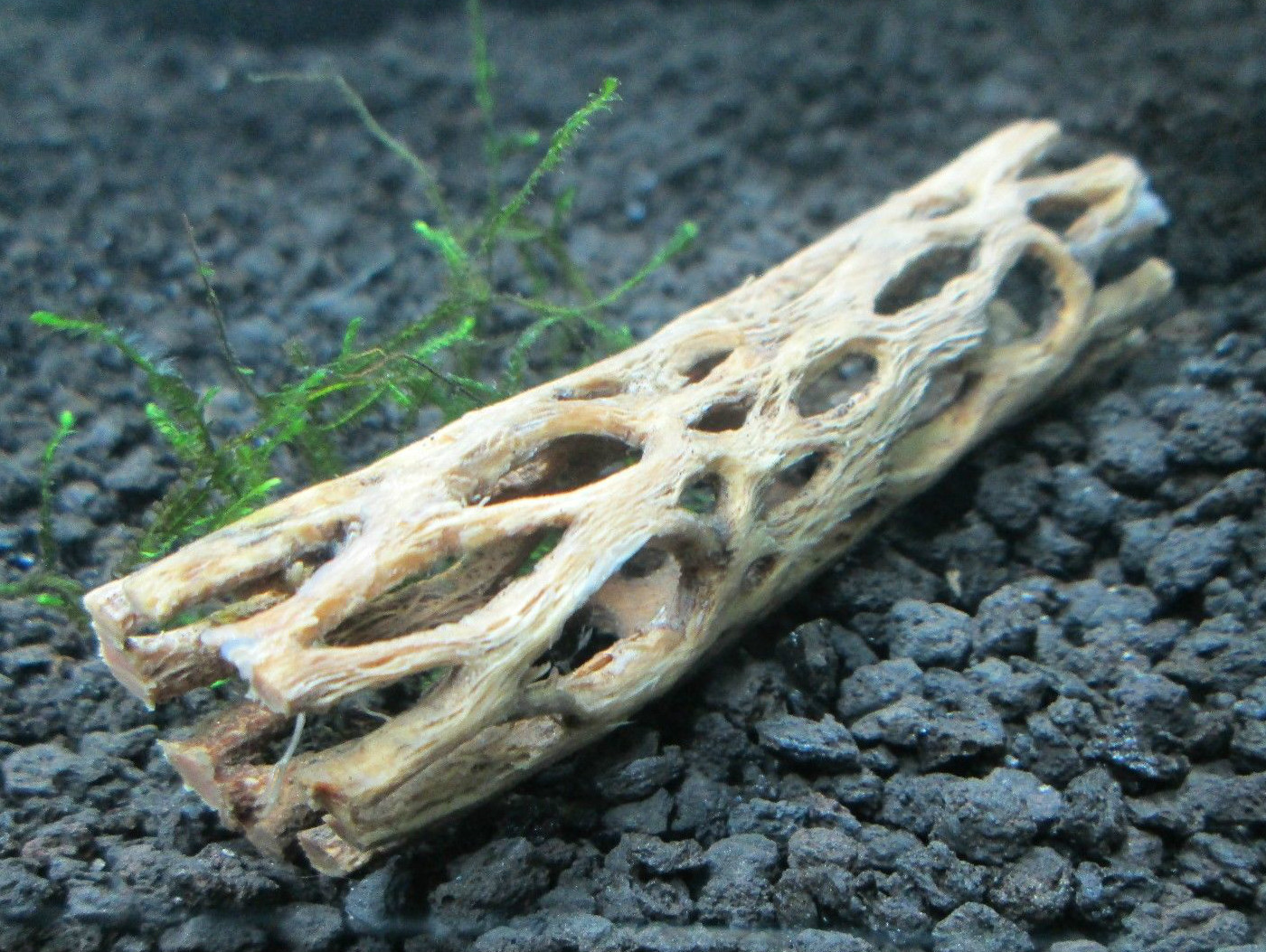 Cholla Wood 7cm Packung X 2 Holley Wurzelholz Shrimps Nano Aquarium Aquascaping eBay
