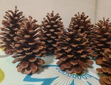 Box Of  10  Pine Cones From 4.5 to 6 Size -So...