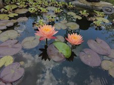 Hardy Pink Yellow Water Lily - Rare Multicolored Bare Root Aquatic Pond Plant