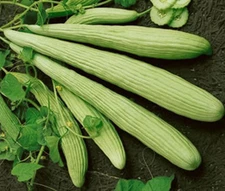 CUCUMBER BURPLESS ARMENIAN YARD LONG Cucumis Melo - 100 Bulk Seeds