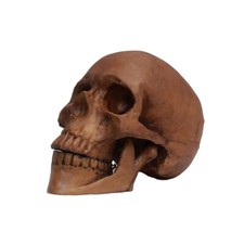 Ghoulish Productions Resin Cranium Halloween Decor Spooky Haunted House