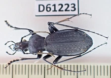 D61223. Insects, Beetles. Carabidae: Carabus sp. Vietnam, Ha Giang