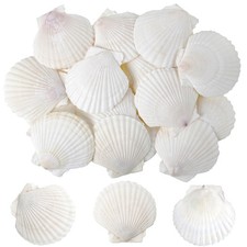 25PCS Sea Shells for Crafts Decoration Crafting 2'' 3'' White Scallop Shells