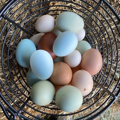 12+ Assorted Fertilized ￼Chicken Hatching Eggs