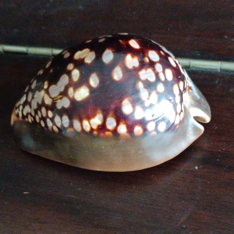 Large Spotted Cowrie Sea Shell Collectible Shell Brown & White Sea Shell