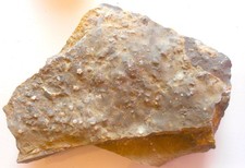 Fondo marino giglio marino + maglie a stelo giglio marino Holocrinus, Trias Mu Z882💥💥💥