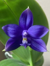Original Phal Phalaenopsis Lioulin Blue Eagle x Lioulin Blue Jaguar 'L2'-FRAGRAN