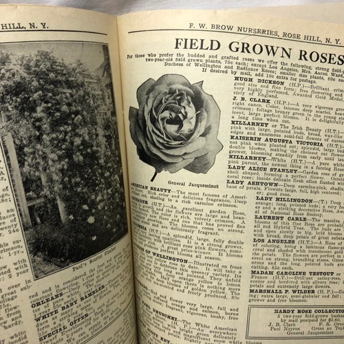 Vintage 1929 F W Brow Nurseries Catalog Rose Hill New York - 第 9/20 張圖片