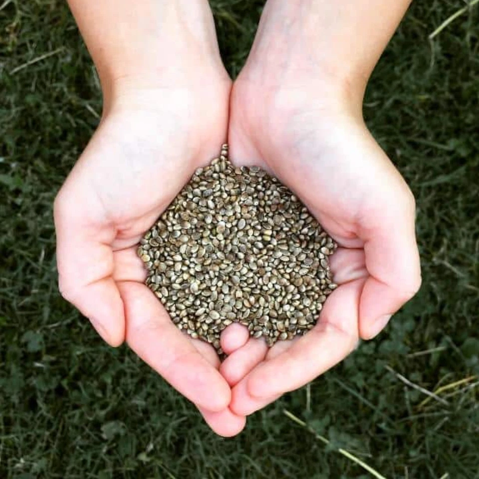 BIO Hanfsaat 5kg für Vögel, Nager, Pferde, Futterhanf für Tiere - Bild 2 von 4