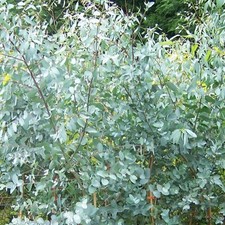 Eucalyptus gunnii Cider Gum Evergreen Outdoor Hardy Garden Shrub Plant in Pot