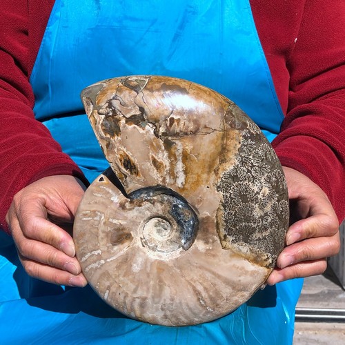 Hermoso espécimen de cristal de caracola fósil de amonita grande natural de 4,81 lb curación - Imagen 7 de 14