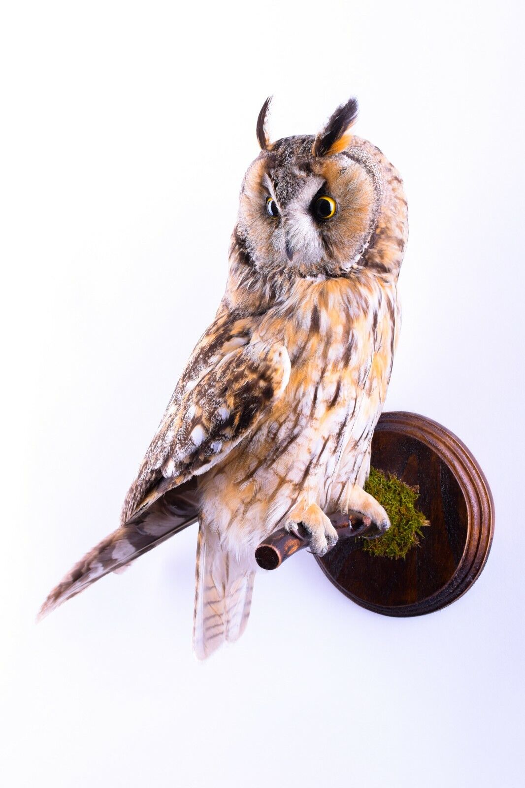 Regular discount Taxidermy Max 74% OFF Long-eared owl Bird Real Stuffed ot Asio mount animal