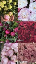 10 fresh Cut Peonies Letterbox Delivery Closed Buds- Many Varieties Available