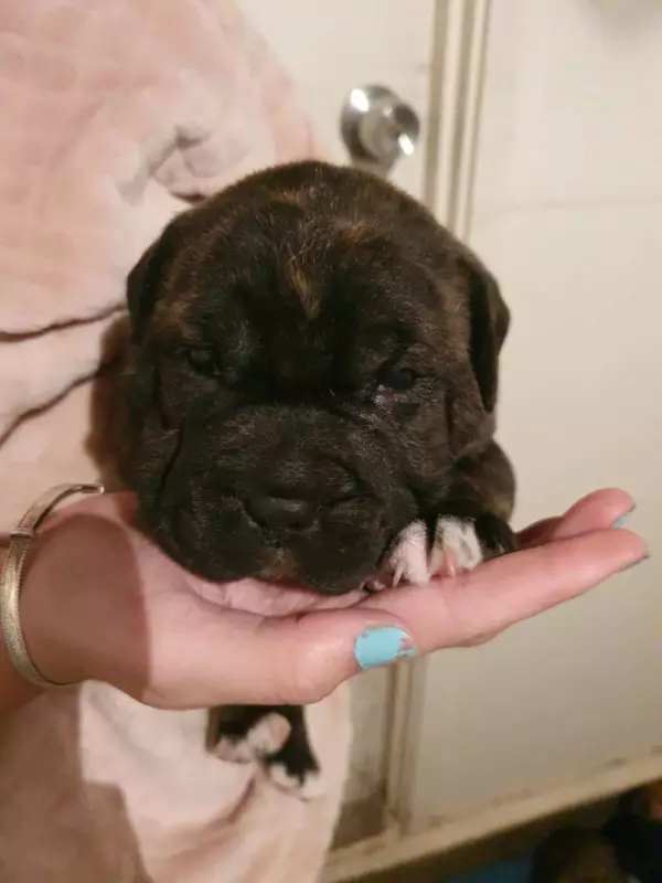 Adoption Classifieds Dogs Free Gauteng Gumtree Johannesburg Puppies Dogs And Puppies For Adoption Gum Pitbull Puppies Puppy Adoption Dogs And Puppies