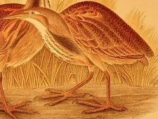 Audubon Bird Print 1890 Antique Original Lithograph 6X9 BITTERN American Bittern