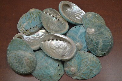 10 PCS NATURAL BABY BLUE ABALONE HALIOTIS SEA SHELL 3'' - 3 1/2''